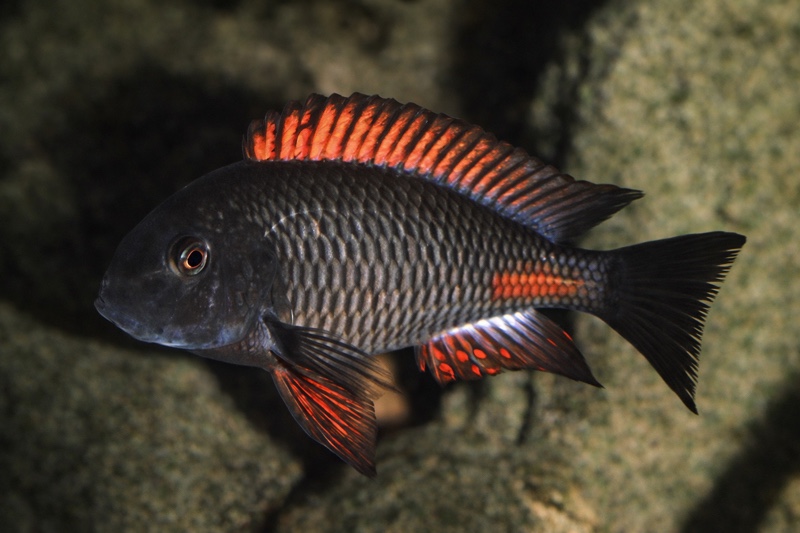 Tropheus sp. 'red' Cape Kipimbi